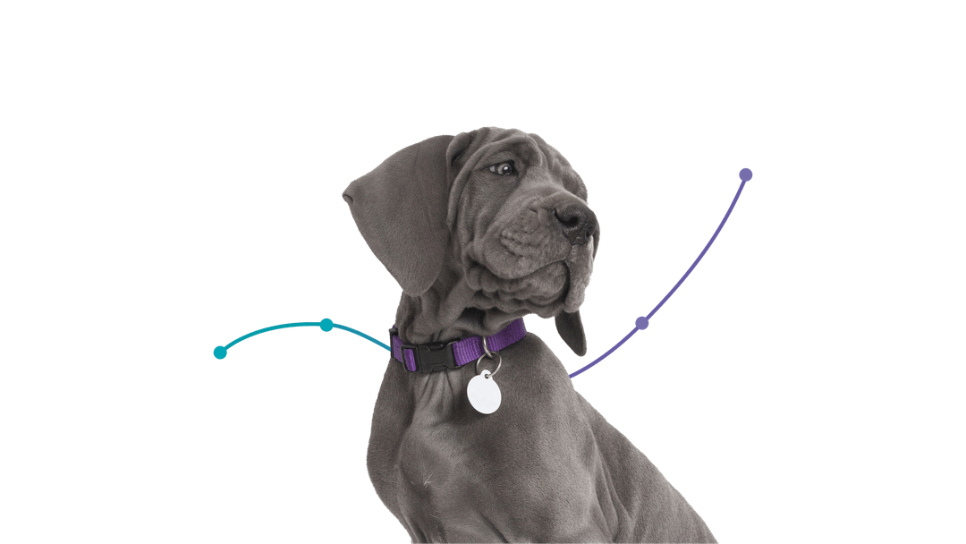 A dog wearing a Collar tag on a blue-green background