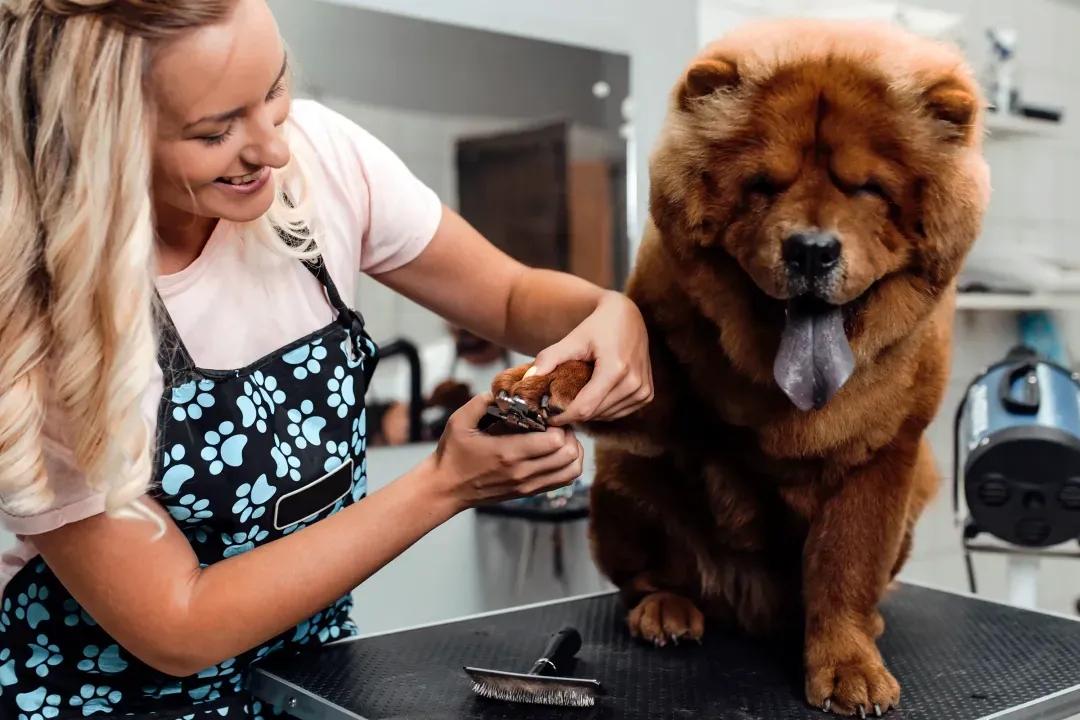 A groomer carefully trimming a dog’s paw