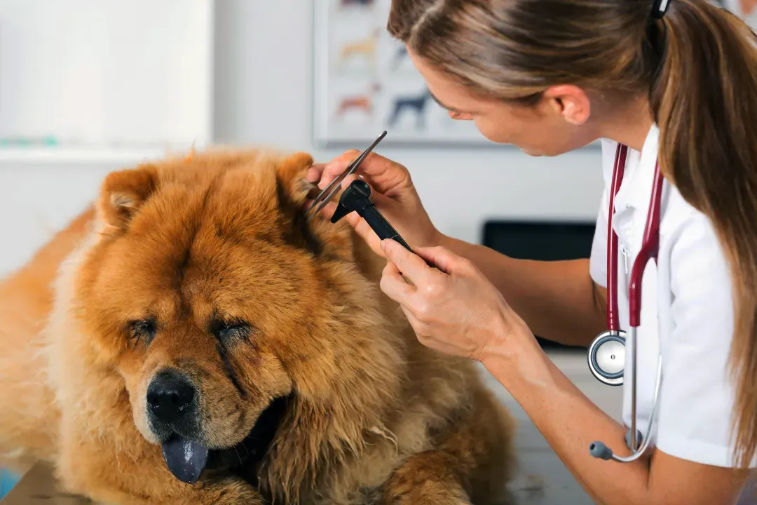 A veterinary professional checking a dog’s health
